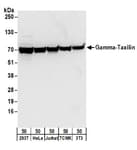 Detection of human and mouse Gamma-Taxilin by western blot.