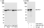 Detection of human and mouse APC7 by western blot (h&amp;m) and immunoprecipitation (h).