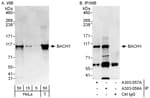 Detection of human BACH1 by western blot and immunoprecipitation.