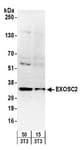 Detection of mouse EXOSC2 by western blot.