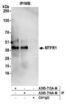 Detection of human MTFR1 by western blot of immunoprecipitates.