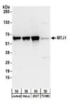 Detection of human and mouse MTJ1 by western blot.