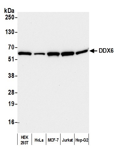 Detection of human DDX6 by western blot.
