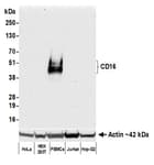 Detection of human CD16 by western blot.