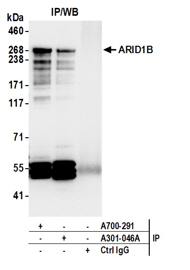 Detection of human ARID1B by western blot of immunoprecipitates.