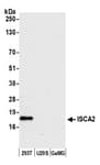 Detection of human ISCA2 by western blot.