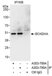 Detection of human BCKDHA by western blot of immunoprecipitates.