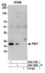 Detection of human PSF1 by western blot of immunoprecipitates.