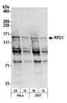 Detection of human RFC1 by western blot.