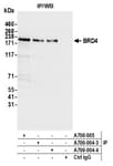 Detection of human BRD4 by western blot of immunoprecipitates.