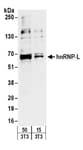 Detection of mouse hnRNP-L by western blot.