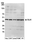 Detection of human and mouse OLA1 by western blot.