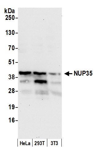 Detection of human and mouse NUP35 by western blot.
