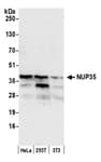 Detection of human and mouse NUP35 by western blot.