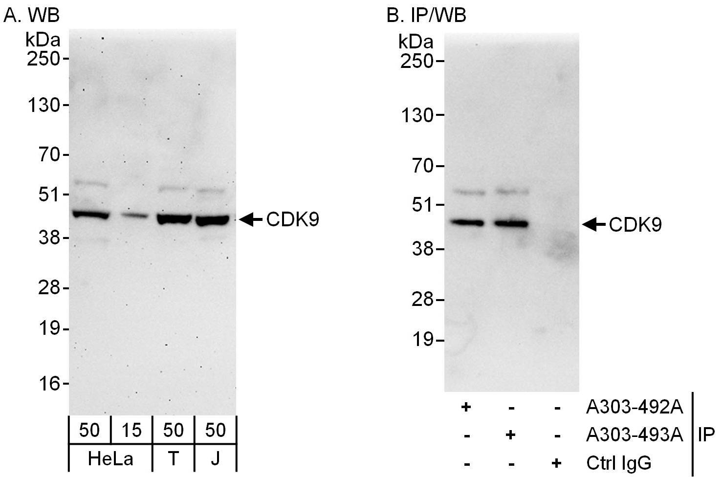 Detection of human CDK9 by western blot and immunoprecipitation.
