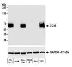 Detection of human CD33 by western blot.