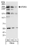 Detection of human IP3R3 by western blot.