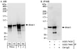Detection of human IRAK1 by western blot and immunoprecipitation.