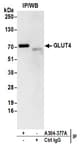 Detection of human GLUT4 by western blot of immunoprecipitates.