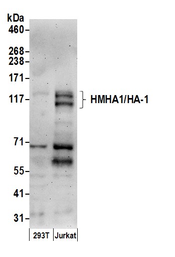 ホルモン HAE-BENSAN PROOF Rabbit anti-HMHA1/HA-1 Antibody (Bethyl A304-862)