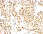 Detection of human DPY30 by immunohistochemistry.