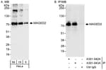 Detection of human MAGED2 by western blot and immunoprecipitation.