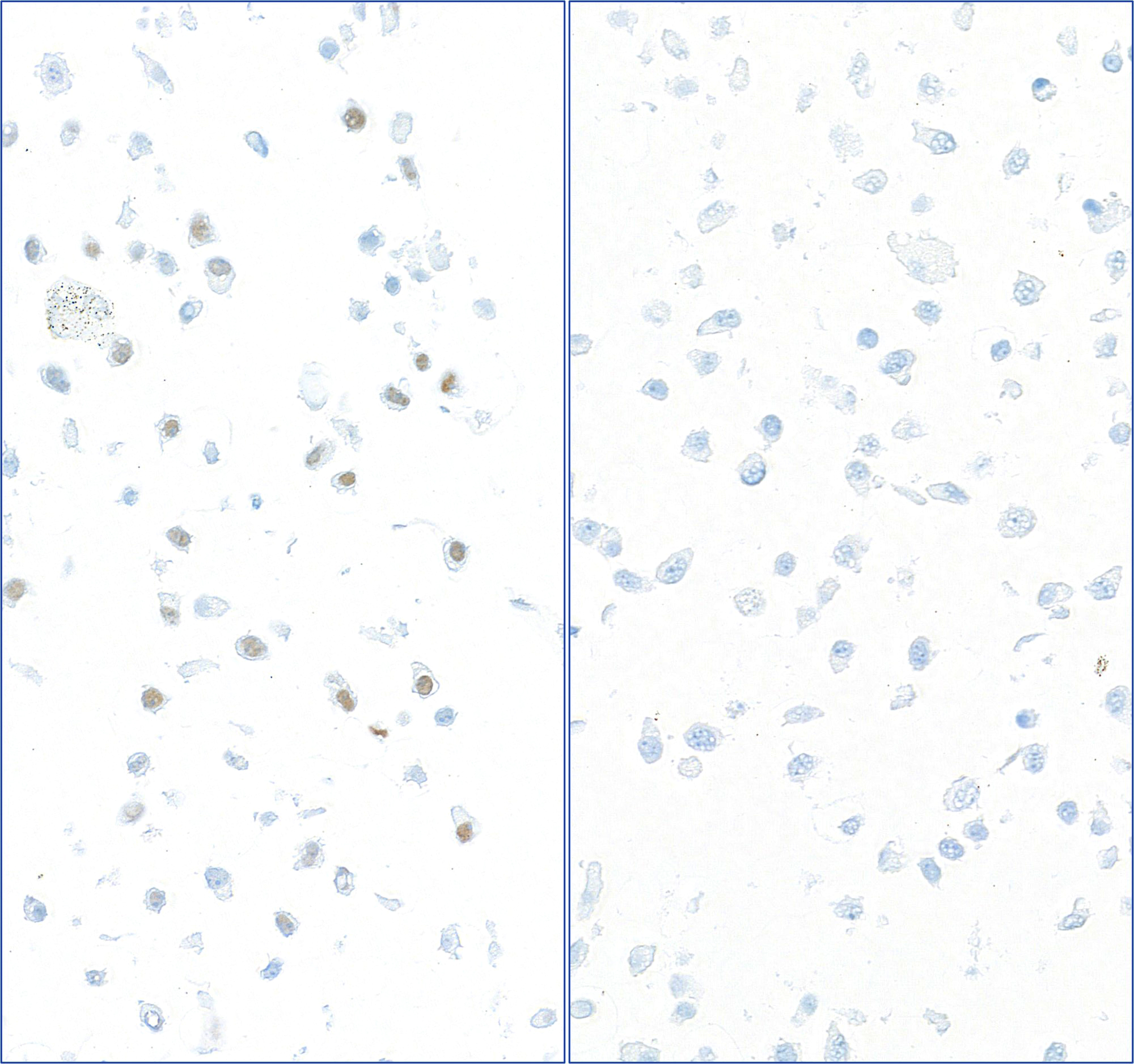 Rabbit anti-Phospho RPA32 (S4/S8) Recombinant Monoclonal Antibody