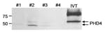 Detection of human PHD4 by western blot.