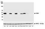 Detection of human CD40 by western blot.