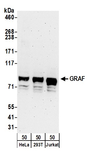 Rabbit anti-GRAF Antibody - Fortis Life Sciences