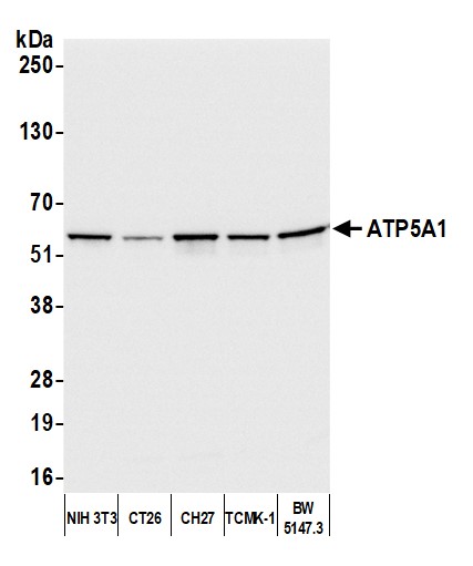 Detection of mouse ATP5A1 by western blot.