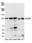 Detection of human and mouse CtIP by western blot.