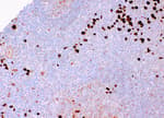 Detection of human Lambda by immunohistochemistry.