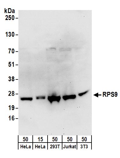 Detection of human and mouse RPS9 by western blot.