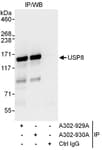 Detection of human USP8 by western blot of immunoprecipitates.