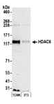 Detection of mouse HDAC6 by western blot.