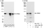 Detection of human APBB2 by western blot and immunoprecipitation.
