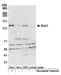 Detection of human Bub1 by western blot.