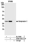 Detection of human Swiprosin-1 by western blot of immunoprecipitates.