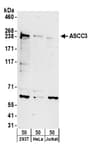 Detection of human ASCC3 by western blot.