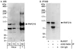 Detection of human RNF219 by western blot and immunoprecipitation.