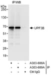 Detection of human UPF3B by western blot of immunoprecipitates.