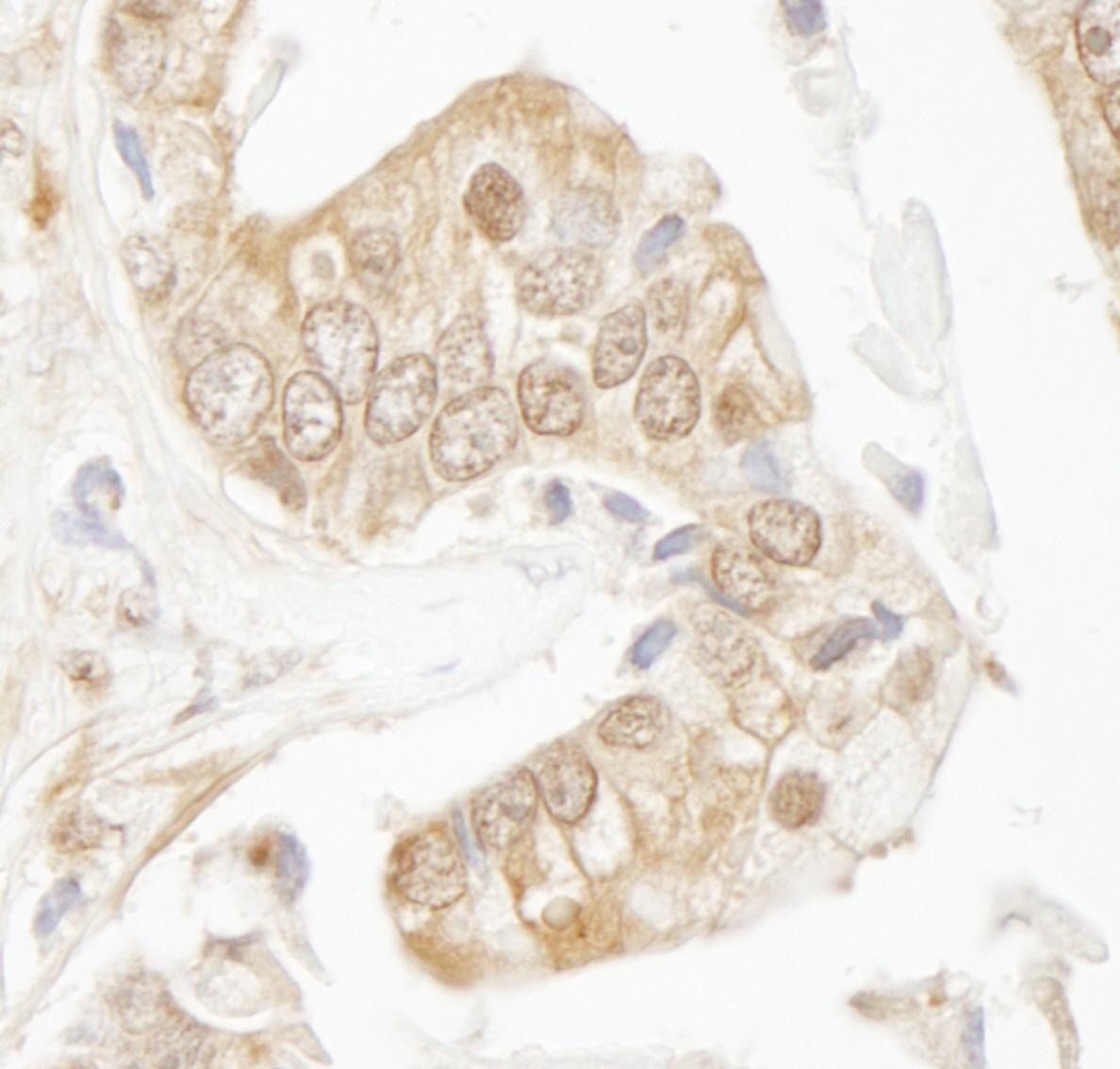 Rabbit anti-Rad9 IHC Antibody