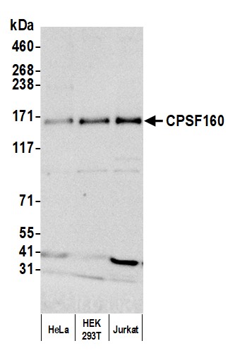 Detection of human CPSF160 by western blot.