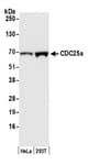 Detection of human CDC25a by western blot.