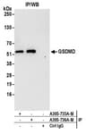 Detection of human GSDMD by western blot of immunoprecipitates.