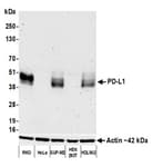 Detection of human PD-L1 by western blot.