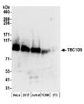 Detection of human and mouse TBC1D5 by western blot.