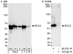 Detection of human and mouse RCC2 by western blot (h&amp;m) and immunoprecipitation (h).