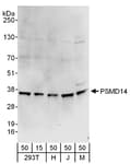 Detection of human and mouse PSMD14 by western blot.